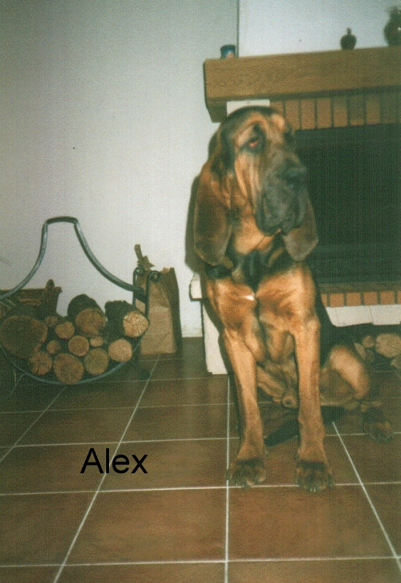  ALEX z Podjeřmanské skály