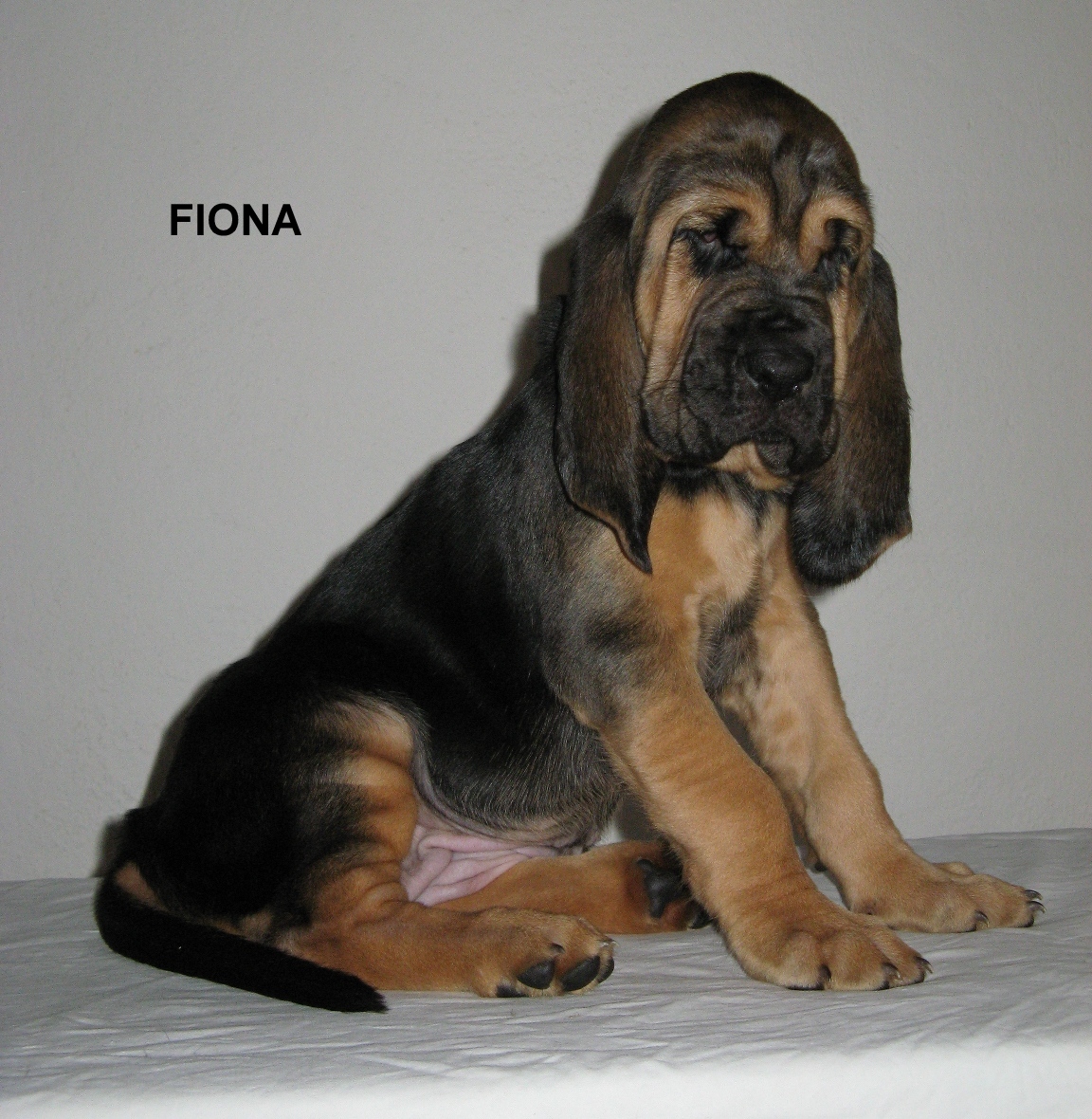 Fiona z Podjeřmanské skály