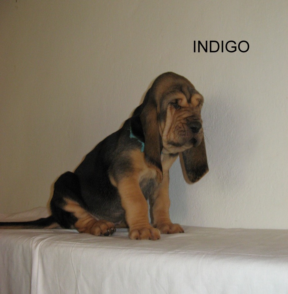 INDIGO - modrý