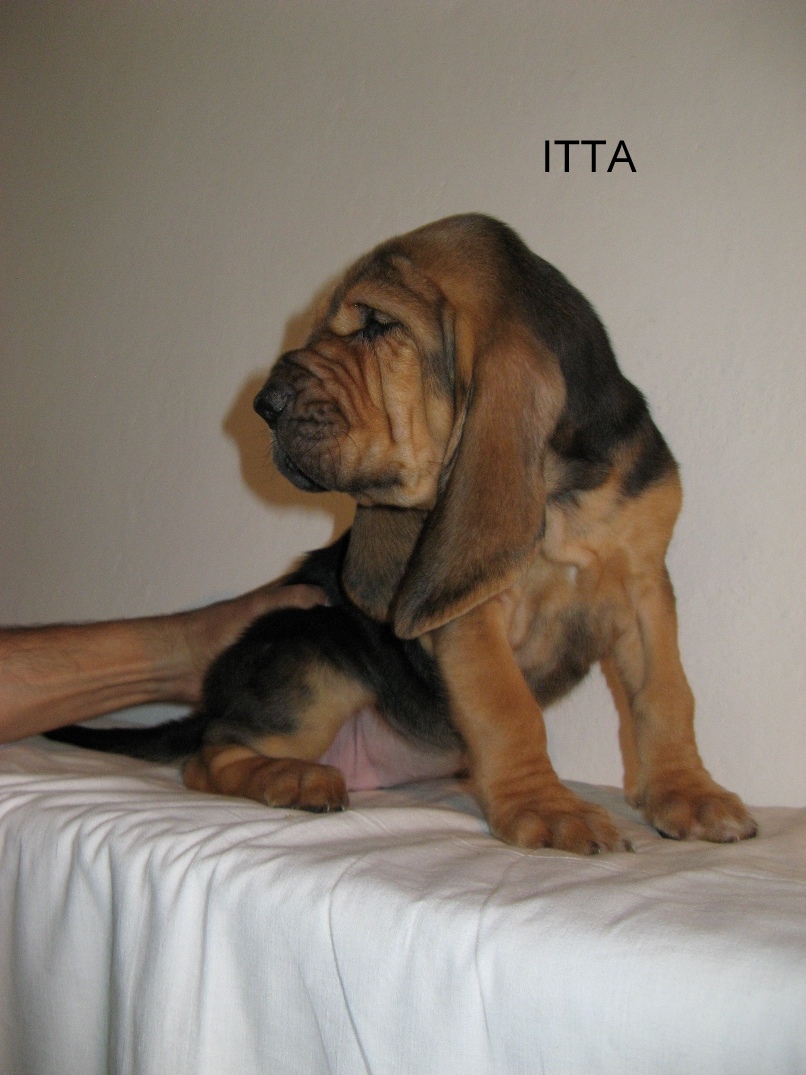 ITTA - černá