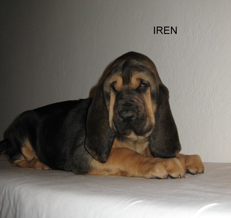 IREN (3)